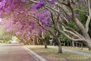 AI Search Visibility Pretoria: Getting Cited by AI (Jacaranda trees blooming over a sidewalk/street)